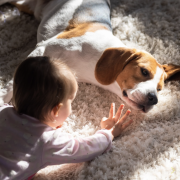 Curățarea Covoarelor Pentru Deținătorii De Animale De Companie